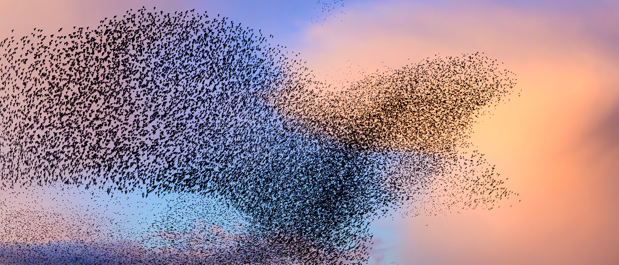 Bird Murmuration Background